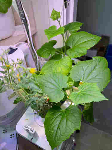 A tall thin mini tomato is on the left. It’s maybe six inches tall with tiny tomatoes hiding towards the bottom and many small yellow flowers at the top. 

In the center and to the right are two cucumber plants with big spade-shaped leaves. The right plant has a still compact new leaf set at the top, with a thin tendril extending to the right. 