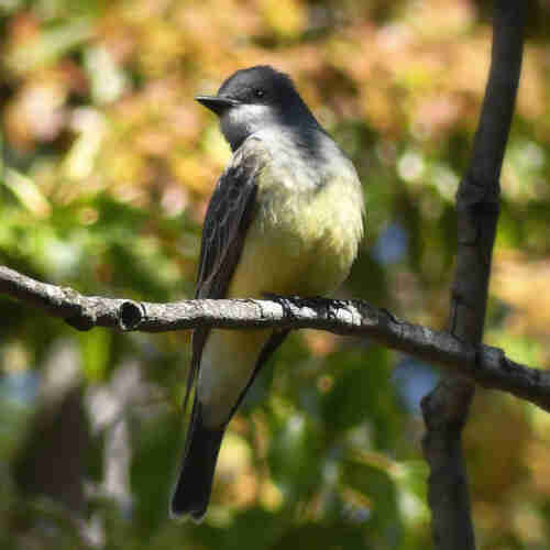 A western kingbird perches facing the camera, head cocked to the side and chest puffed as it calls to its mate. A blooming tree in the background creates a backdrop of greens, yellows and oranges.