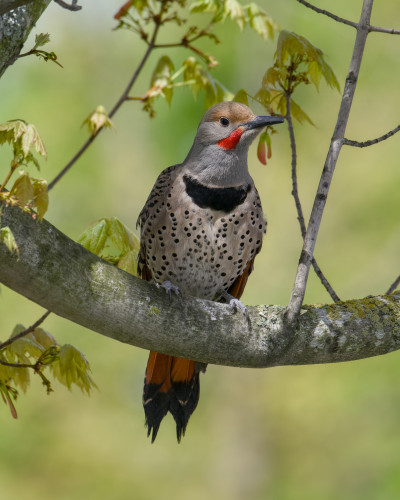A male red-shafted Northern Flicker is sitting on a branch. Green leaves and green background surround him