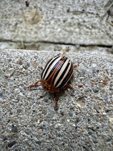 A false potato beetle on concrete. The back is black and white striped with a brown stripe at the center of the wing cover. 