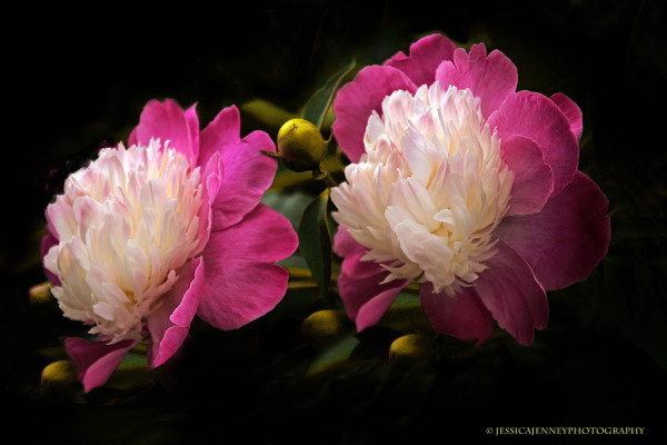 Vibrant pink peonies with fluffy white centers are highlighted against a darkened background, creating a dramatic contrast. The lush petals appear delicate and are captured in full bloom, showcasing the natural beauty of the flowers.
