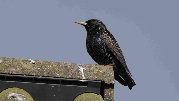 A starling perched on a house roof. It has black plumage with white, green and blue speckles on it.