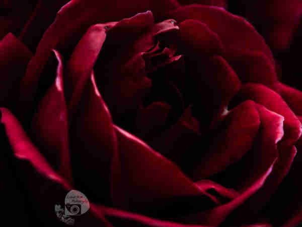 a high magnification shot of a rose 