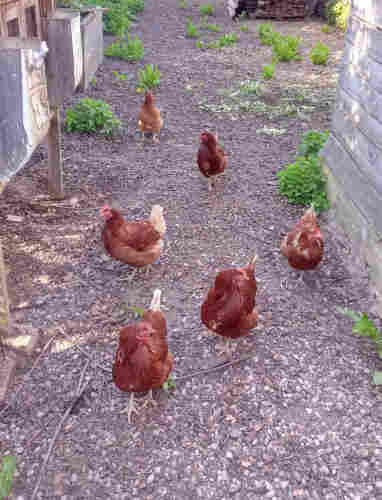 Six chickens approaching the camera, because they know humans sometimes bring delicious scraps to the compost. The closest three chickens are looking at the camera with their right eye while the further two have turned their head the other way. The rearmost chicken is still running and thus has its head straight.