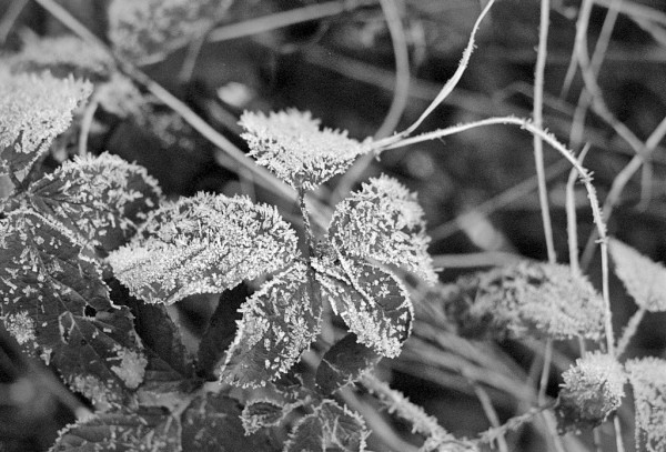The centre of the frame is a 5-part blackberry leaf covered in small frost particles. Frost also covers other leaves in the background, and some blades of grass. Black and white photo.