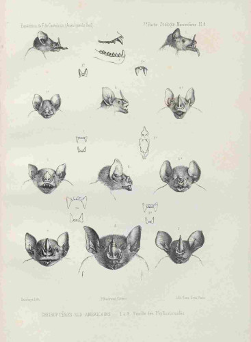 Teeth illustration, from the source cited above