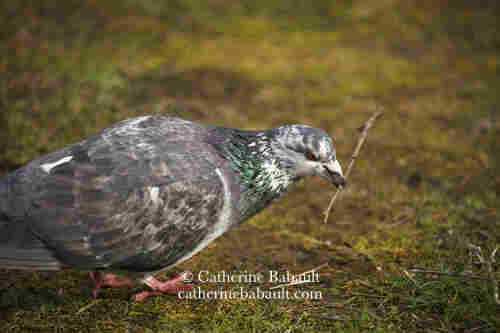 Rock dove with a twig.