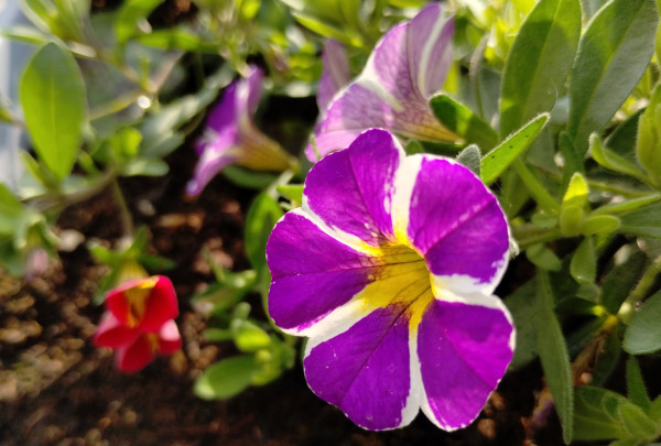 A calibrachoa flower lit from behind by bright evening sun. It has five heart shaped petals, purple with white bands separating the petals, and a yellow centre.

A couple more can be seen behind, along with a lot of green leaves and also a red and yellow version of the same flower.