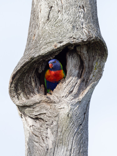 Colourful parrot peering out from a very stylish hollow in a dead tree trunk