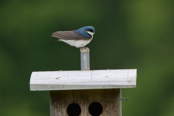 A Tree Swallow perched in a right-facing profile on the gray post holding up a bird house almost appears to be floating; adult male that is iridescent above, bright white below, brown wings, dark eye, and tiny pointed bill; warm wooden birdhouse portion in view has a white roof and two side-by-side holes; green in the background is foliage 