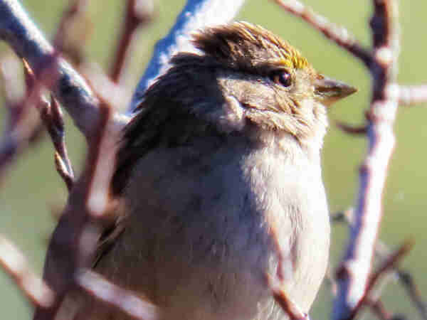Close photo of a golden-crowned sparrow, shown in right-facing profile from the "hips" up, staring through a bright, gentle, steady brown eye across the tip of eir small, pointed bill. The deep background shows greening leaves in such soft focus it appears as a pea-green sky, a soft but more recognizable array of grey and mahogany stems and branches rising behind and alongside the sparrow. The face and front of the bird are warmly lit by a band of sunlight that seems to be rising like a spotlight just for em--it catches the pale brown feathers of eir breast, the duskier brown of eir face, and the little thatch of gold that makes a charming hackle of crest across the crown of eir head. A hopeful, morning-has-broken sort of bird photo. 