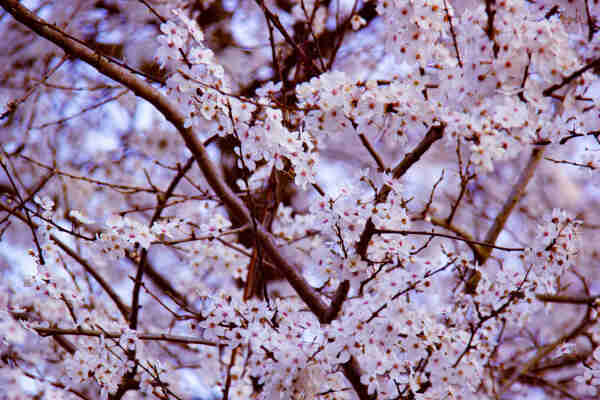Close up painting of a cherry blossom tree with many thin brown branches and tiny light pink coloured flowers, to a blurry background. 
