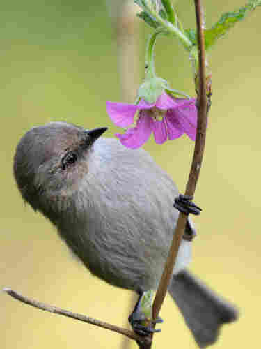 A small grey bird peers at a bright pink-purple flower.