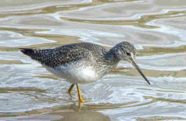 This lesser yellowlegs iswalking from left to right, knee deep in green water. I can see where the water swirles around its yellow legs. The bird has an oval body and tail that has a duck shape, even its head is is not unfamiliar. But it has a long straight, black, pointed beak.  The featers on its back and head are a brownish gray, its underside is white.

"A slender and elegant, medium-sized shorebirds with long legs and a long neck. The bill is straight and thin, only slightly longer than the bird's head (shorter and straighter than Greater Yellowlegs' bill).  Breeding Lesser Yellowlegs are grayish brown birds with vivid yellow legs. They have fine, gray streaking across the head and neck, a white eyering, and white spots on the back and wings. Nonbreeding birds are more subdued gray-brown with less streaking and spotting. Bill is entirely dark." -  allaboutbird.org