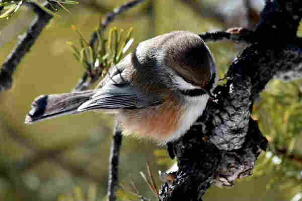 A small chickadee is looking downwards at a tiny spruce cone in front of it. It has black eye and face stripes, white cheeks and a white breast, reddish brown sides and grey wings and back.