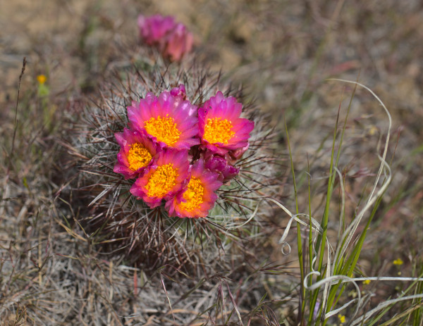 A small round ball of cactus, the size of a large cantaloupe, is covered with spiny needles and really bright fuchsia flowers. 