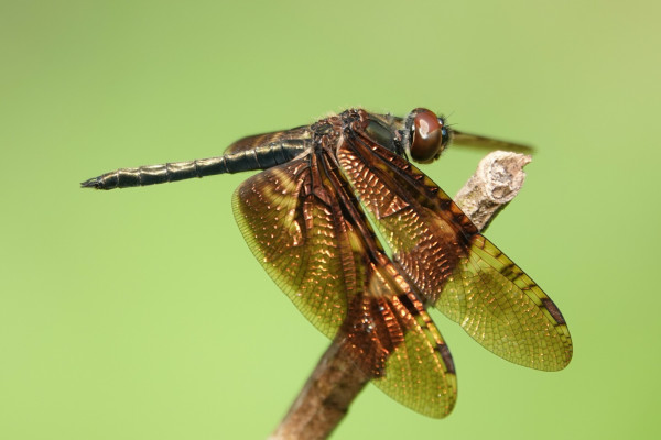 A dragonfly with dark red eyes, a dark body, and wings the colour of bronze.