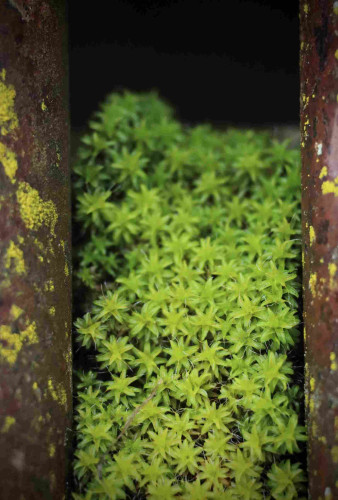 A close up photo of star-shaped bright apple-green moss growing closely together between two round metal pipes of a cattle guard. Thus, two bands of a reddish brown pipe, specked with yellow crust lichen, frame the vertical lengths of the photo on the right and the left side.