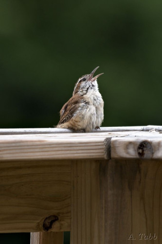 A small bird balances on a wooden railing, head up, singing. 