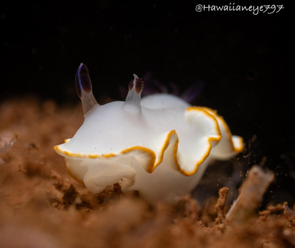 A fingertip-sized sea slug trimmed with golden yellow edges crawling over a reef.