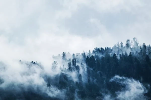 Photo of a dark blue forest below, with a lot of white clouds in it and a white cloudy sky above it. 