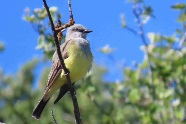 Photo of a relatively large flycatcher shown in left-facing profile and perched on a solitary branch of mustardy-lichened mountain mahogany. The bird, a Western kingbird, has a slightly fluffy, pale grey face and wind-ruffled collar, white throat, brown wings, and a sunny yellow breast. E is keeping watch over the hillside against a spring green blur of more leafy  mahogany and a bright blue sky, a soft band of whimsically punk charcoal across eir eye.