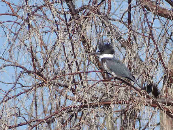 A Belted Kingfisher, a slate grey bird with a long pointy beak, wild head feathers, and a thick white collar over a white chest with rust patches under the wings, perches amid winter bare branches of a tree. The gleaming black eye looks out over a slightly open beak.