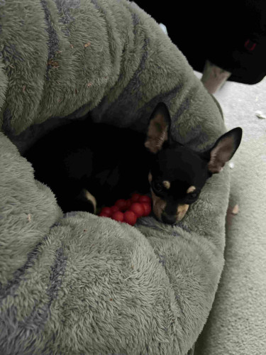 Photograph of a tiny black-and-tan chihuahua curled up inside a fluffy grey donut bed, alongside a rubber chew toy she must have brought with her. Based on scale, she is about the side of a loaf of bread, if that. Her little head is very round and her ears stand at attention as she peeks up at the camera with her big puppy dog eyes.