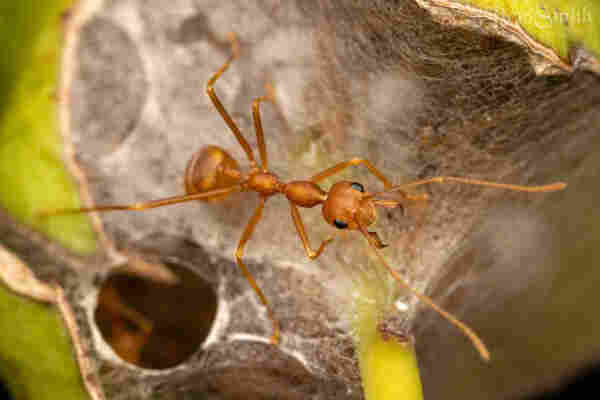 Orange ant with jaws open menacingly staring at the human holding the giant flashy camera as it protects the circular opening in the silk leading to the main nest chamber