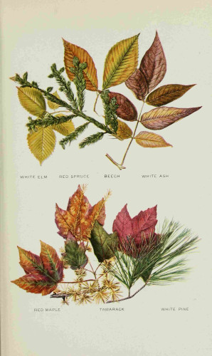 Spruce illustration, from the source cited above