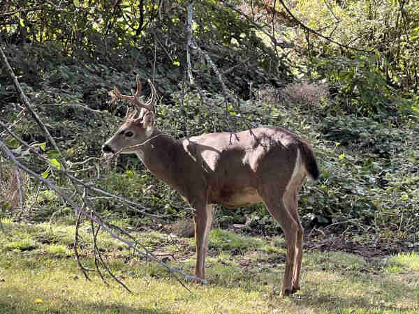 A young black tailed buck nibbling on new spring tree leaves. He’s standing on a grassy patch. Trees and shrubs create a green wall behind him.