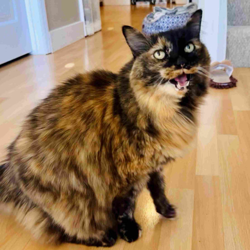A photo of a huge tortie long hair cat with mouth open