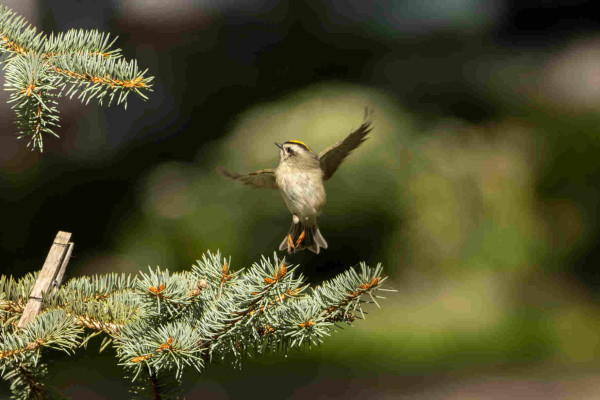 a golden crowned kinglet jumping off an evergreen branch with wings both spread wide and head turned up to the left. little orange feets dangling. further up the branch there is a wooden clothes pin clamped onto the branch. don't ask me why there is a clothes pin there i can't remember what it was pinning up, maybe a christmas ornament someone put there? or a cut out of something? it's in my parents front yard and whatever it once held is long gone by this point but the clothespin was looked over and remained there