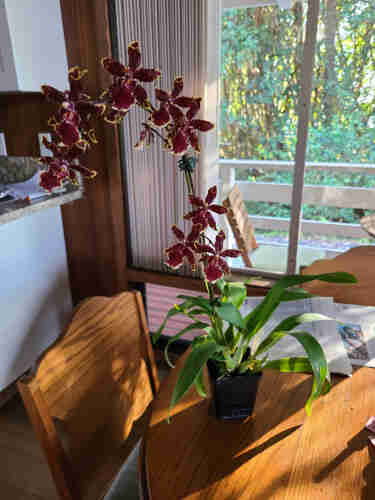 Orchid plant with maroon and white flowers,  in a container sitting on a wooden table indoors.