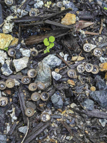 A wide photo showing approximately ten of the described mushrooms. There are a few rocks and a small weed growing out of the garden bed.