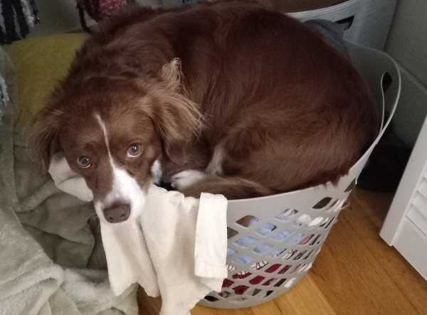 A small brown and white dog curled up inside a laundry hamper, gazing up at the human who thought they were going to do laundry this morning