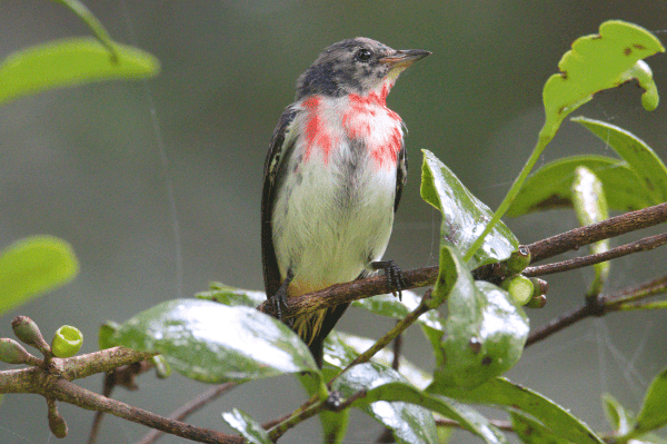 Small bird sitting proudly on a branch with beak pointing to right of shot. Chest is mostly white with red patches towards the top, wings and face are dark grey. Background is blurred green rainforest