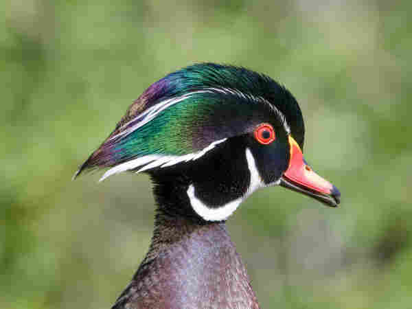 A male Wood Duck, seen in profile; his mullet-crest is flaring out and kind of sticking out in the back, as though in a fashionable wind