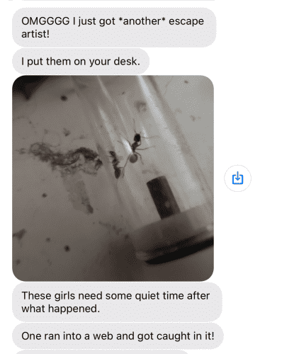 Two ants in a test tube in a text message explaining that he caught them and put them on my desk. 