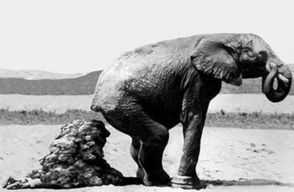 Photo of an elephant shitting a HUGE pile