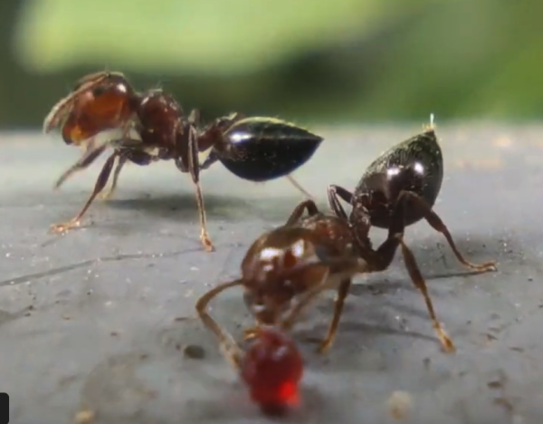 A crematogaster ant investigates a red droplet, her heart shaped gaster is starting to raise up. 