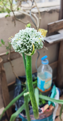 the onion I planted in the pot outside a few months ago has bloomed.