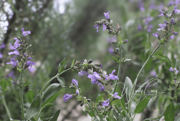 This is a close-up of blooming garden sage with soft, blurred rosemary in the background.