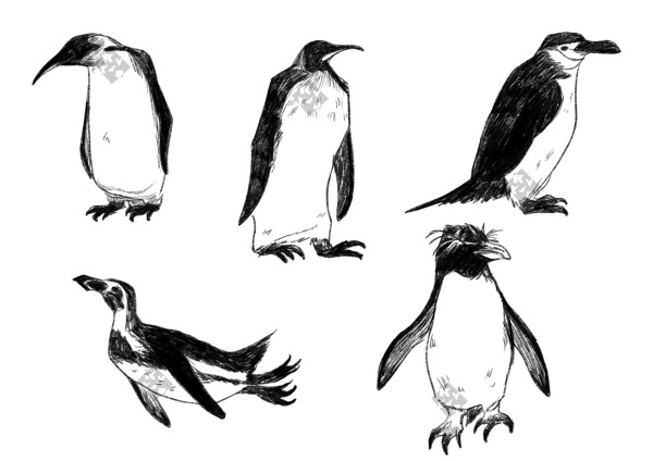 Digital art of five penguins. All drawn with a digital brush that resembles a pencil. The black areas on their backs are shaded with lots of lines, mimicking feathers. The bellies are completely white, with the exception of some short pencil strokes to add a bit of texture and softness.

In this study I made the heads and beaks a bit bigger, to caricaturise each animal.


The two emperor penguins are standing, chilled. Their body shapes are like vertical rectangles. One has a big round head and smaller body, with its slim beak sticking out to the left of the silhouette. The other one is facing to the right, and has a comically small head compared to its big, long body.

The chinstrap penguin stands in profile, to the right. It has a big head and beak relative to its body. The tail is long and feathery, making the penguin have a funny zig zag shape (like an inverted letter Z).

The humboldt is depicted swimming, with his belly facing downwards. The arms are down, and the head is stretching out towards above. It kinda resembles a tiny, feathery boat.

Finally, there's the rockhopper penguin, which is standing in front of us, its head facing right. The body is shaped like a stretched oval, or a pear. The arms are big in comparison with its chest. The head is square, with its characteristic elongated feathers over the eyes, which give the animal a lot of personality. Also, the feet aren't parallel on the ground, suggesting that the animal is, in fact, hanging out in the rocks.