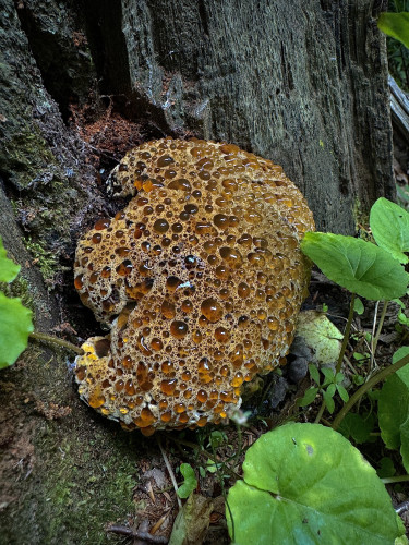 What I think is a inonotus dryadeus (weeping polypore or weeping conk) mushroom growing out of the base of a rotted tree stump. The surface of the mushroom is covered in amber droplets that make it look like the mushroom is sweating. 