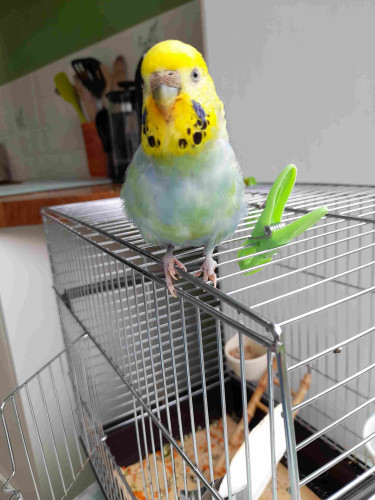 Roo the budgie looking quizzically at the camera - her face is stained orange from eating carrot