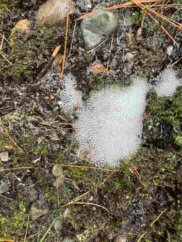 A group of white bubbles at the base of a tree. On top of very wet green moss.