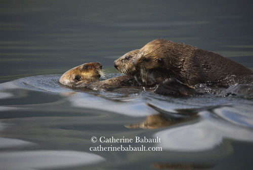 Three sea otters play-fighting on the coast of Vancouver Island.
