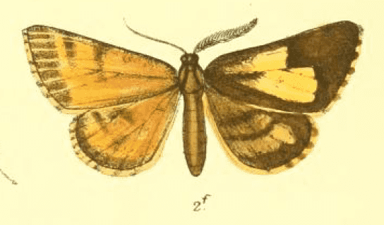 Colour drawing of gynandromorph bordered white moth.