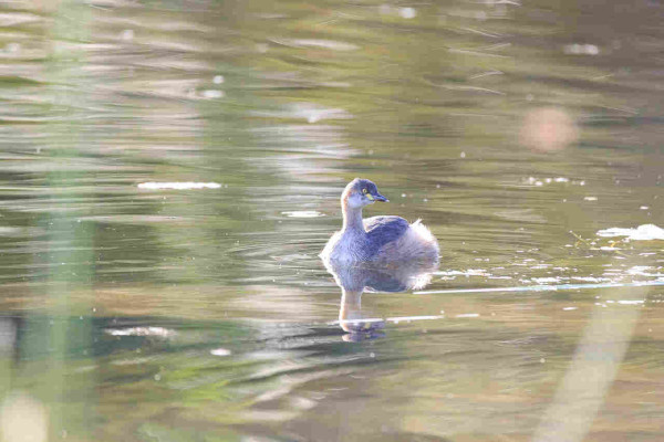 Australasian Greve swimming on a lake. The lake surface is a green hue with a painterly look due to the light reflection on the ripples. The bird is mostly greyish, with a yellow eye, russet patch behind the head and white cheeks. 
